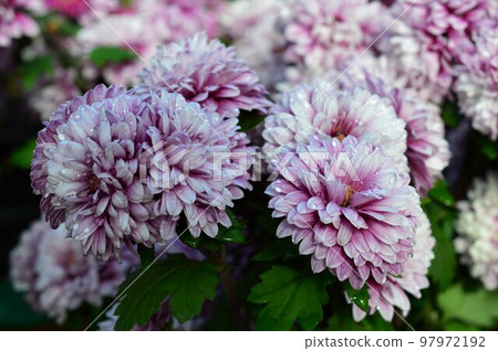 秋季開花的菊花（西洋菊） 97972192