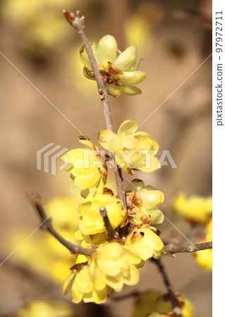 Blooms with a sweet scent 97972711