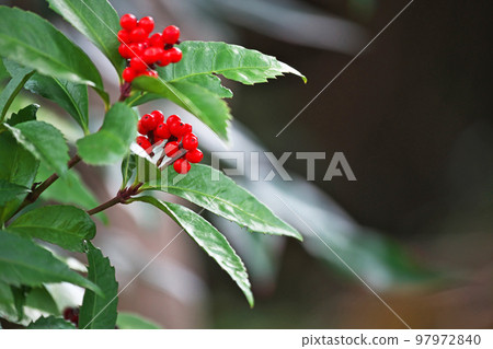 Red Senryo fruit (winter, December) 97972840