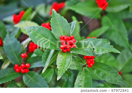 Red Senryo fruit (winter, December) 97972841