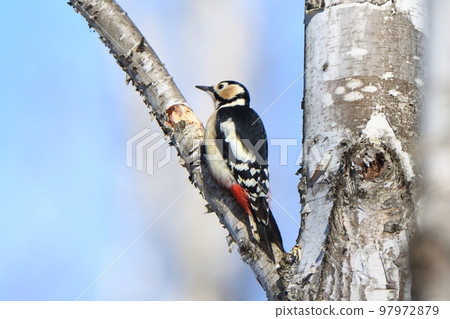 Great spotted woodpecker perching on a branch 97972879