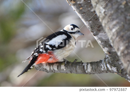 Great spotted woodpecker perching on a branch Great spotted woodpecker perching on a branch 97972887