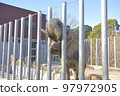 Elephants 97972905