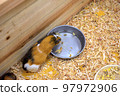 Guinea pig 97972906