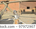Wolverine lemur 97972907