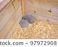 Hedgehog 97972908