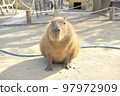 Capybara 97972909