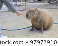 Capybara 97972910
