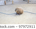 Capybara 97972911