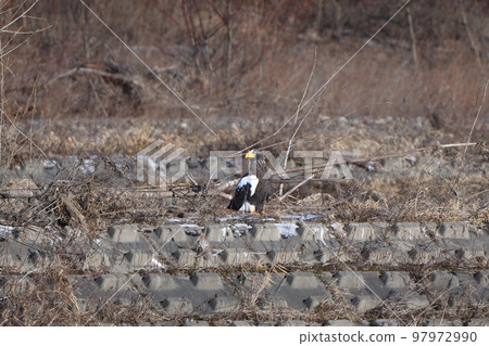 Steller's sea eagle standing on the retaining wall of the Tokachi River Steller's sea eagle standing on the retaining wall of the Tokachi River 97972990