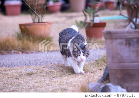 Cat Rintaro walks in the garden 97973113