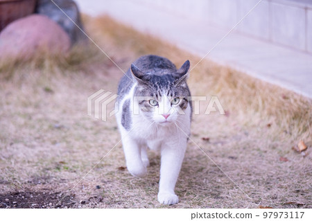 Cat Rintaro walks in the garden Cat Rintaro walks in the garden 97973117
