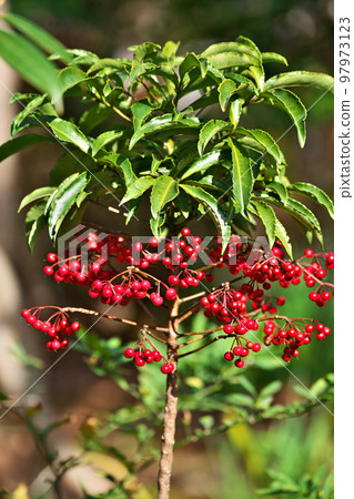 紅芒果（冬季、12 月） 97973123
