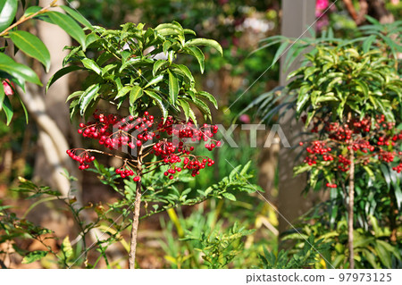 紅芒果（冬季、12 月） 97973125