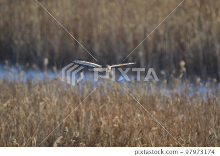 飛越北海道冬季草甸的短耳貓頭鷹 97973174