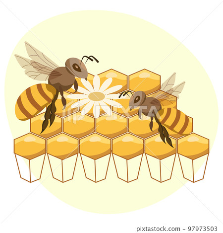 Bees on honeycombs and daisies. Illustration, print, vector Bees on honeycombs and daisies. Illustration, print, vector 97973503