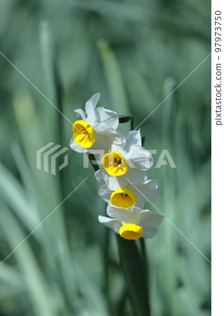 芬芳的冬花 97973750