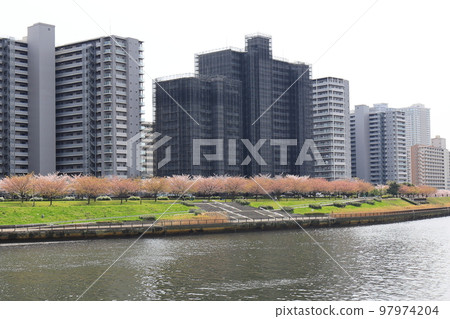 Cherry blossoms, Sumida River scenery, Shioiri Park [Arakawa Ward, Tokyo] 97974204