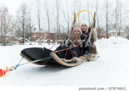 dog team sledge sled winter snow competition running teamwork cold husky sleigh alaska dog team sledge sled winter snow competition running teamwork cold husky sleigh alaska 97974641