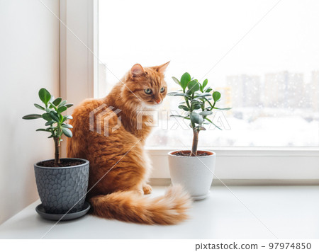 Curious ginger cat sits on window sill with two succulents while snow is falling outside. Comfort at home with fluffy pet and house plants at cold season. 97974850