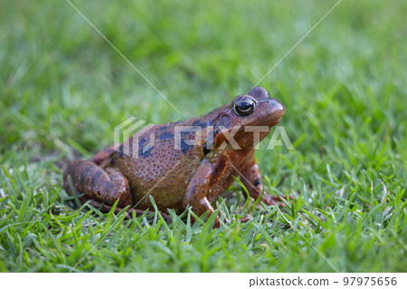 Common frog or grass frog (Rana temporaria) 97975656