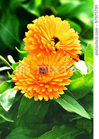 Calendula (Calendula officinalis) 97975795