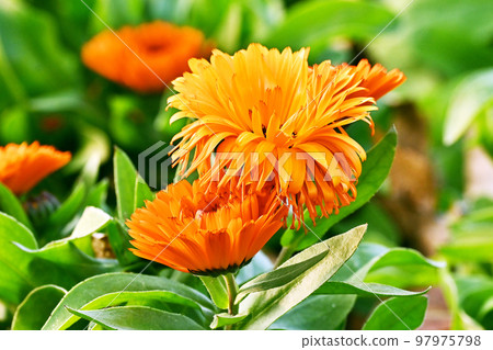 Calendula (Calendula officinalis) Calendula (Calendula officinalis) 97975798