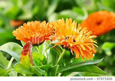 金盞花 (Calendula officinalis) 金盞花 (Calendula officinalis) 97975800