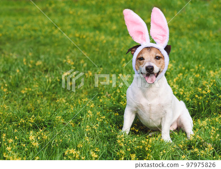Dog wearing bunny ears as Easter rabbit sitting on spring grass and yellow flowers 97975826