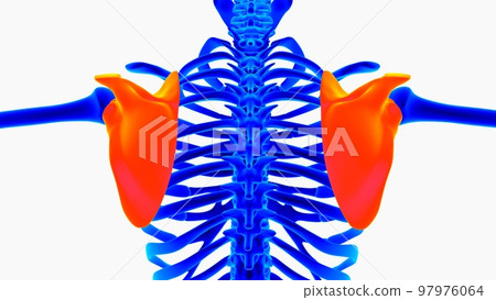 Human skeleton anatomy for medical concept 3D illustration with blue and orange color combination 97976064