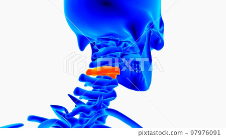 Human skeleton anatomy for medical concept 3D illustration with blue and orange color combination 97976091