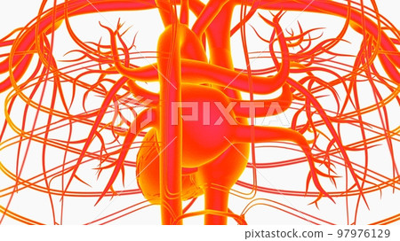 Human heart circulatory system anatomy for medical concept 3D rendering Human heart circulatory system anatomy for medical concept 3D rendering 97976129