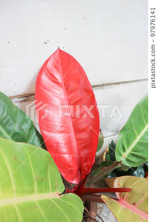Philodendron sunlight ,Philodendron plant or... - Stock Photo [97976141] -  PIXTA