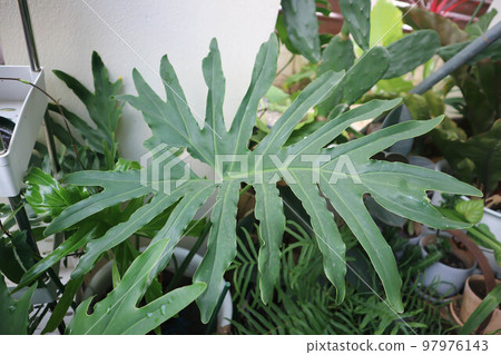 Philodendron Bipinnatifidum, Philodendron bipinnatifidum Schott ex Endl or Philodendron Philodendron Bipinnatifidum, Philodendron bipinnatifidum Schott ex Endl or Philodendron 97976143