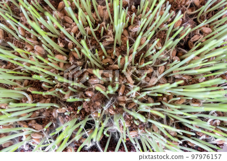 Cat grass Cat grass 97976157