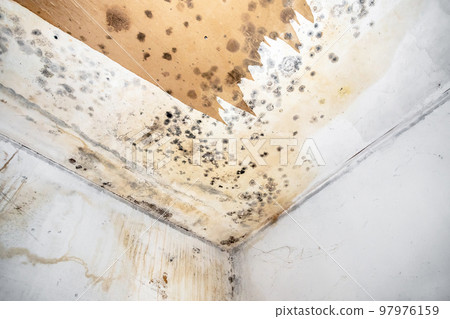 Mold fungus on ceiling and wall 97976159