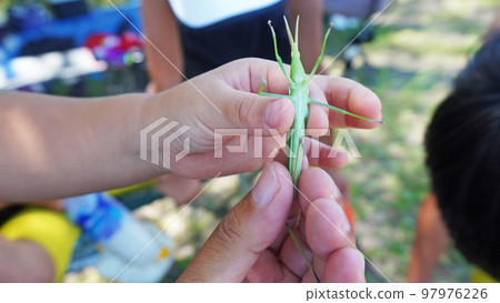 Scenery with insects <01> (insects of the grasshopper family) 97976226