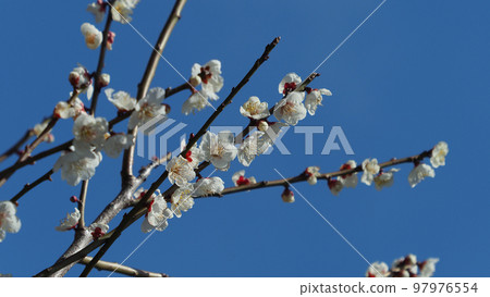 太宰府梅 97976554