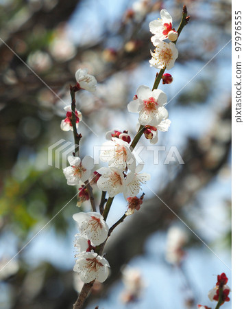 太宰府梅 97976555