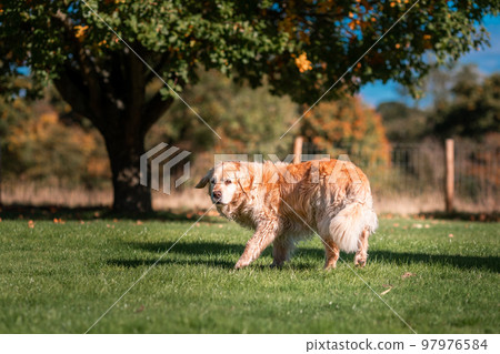 Playful Cute Lovely Adorable Golden Retriever Dog plays and runs in a park on open field with green grass Playful Cute Lovely Adorable Golden Retriever Dog plays and runs in a park on open field with green grass 97976584