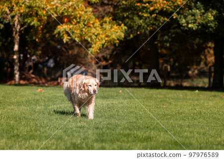 Playful Cute Lovely Adorable Golden Retriever Dog plays and runs in a park on open field with green grass 97976589