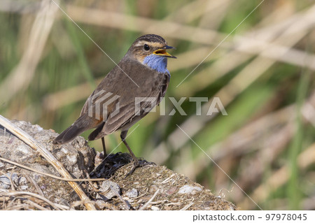 White-spotted Bluethroat (Luscinia svecica cyanecula) - the Netherlands 97978045