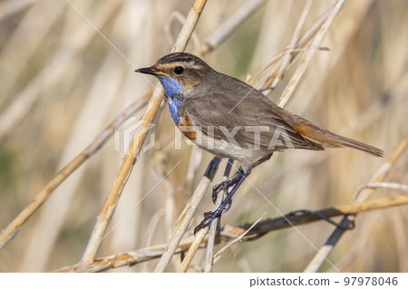 White-spotted Bluethroat (Luscinia svecica cyanecula) - the Netherlands 97978046