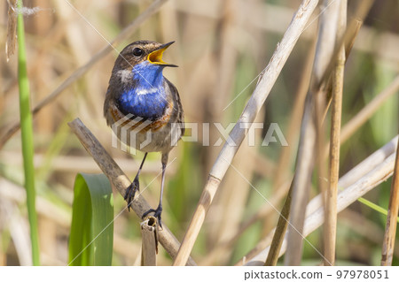 White-spotted Bluethroat (Luscinia svecica cyanecula) - the Netherlands 97978051