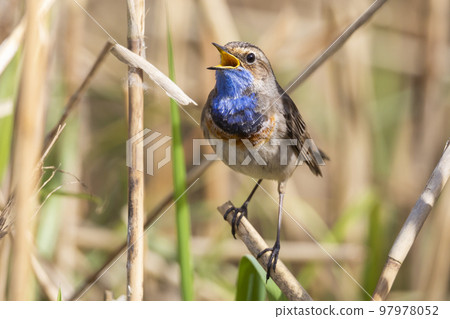 White-spotted Bluethroat (Luscinia svecica cyanecula) - the Netherlands 97978052