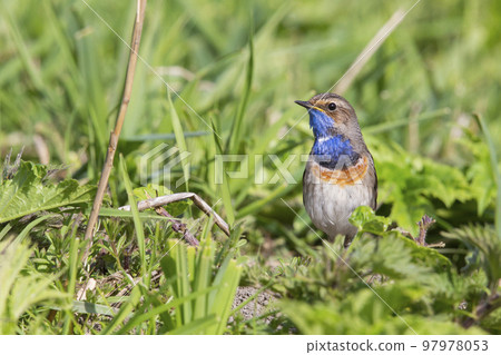 White-spotted Bluethroat (Luscinia svecica cyanecula) - the Netherlands 97978053