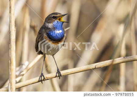 White-spotted Bluethroat (Luscinia svecica cyanecula) - the Netherlands 97978055
