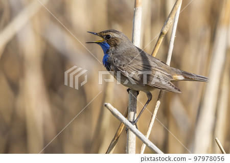 White-spotted Bluethroat (Luscinia svecica cyanecula) - the Netherlands White-spotted Bluethroat (Luscinia svecica cyanecula) - the Netherlands 97978056