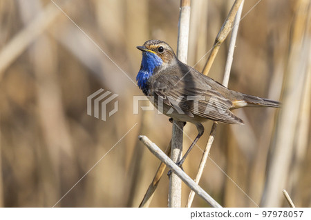 White-spotted Bluethroat (Luscinia svecica cyanecula) - the Netherlands White-spotted Bluethroat (Luscinia svecica cyanecula) - the Netherlands 97978057