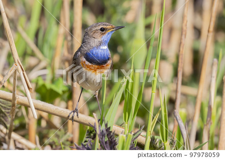White-spotted Bluethroat (Luscinia svecica cyanecula) - the Netherlands 97978059